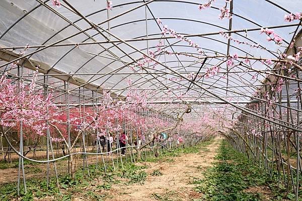 2024年梅峰農場-春之饗宴﹝桃花廊﹞