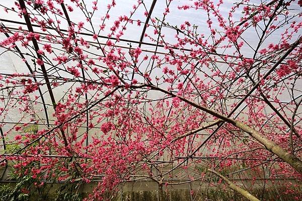 2024年梅峰農場-春之饗宴﹝桃花廊﹞