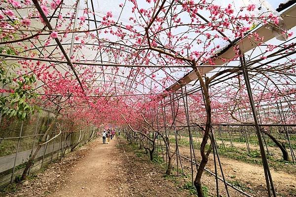 2024年梅峰農場-春之饗宴﹝桃花廊﹞