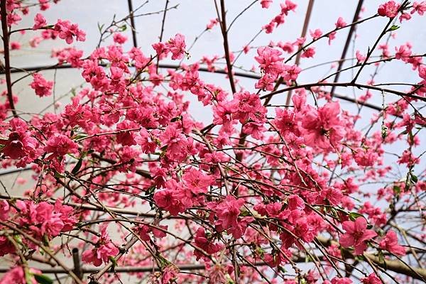 2024年梅峰農場-春之饗宴﹝桃花廊﹞