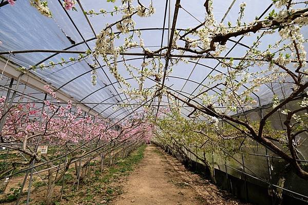 2024年梅峰農場-春之饗宴﹝桃花廊﹞