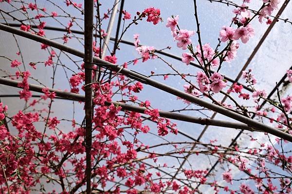 2024年梅峰農場-春之饗宴﹝桃花廊﹞