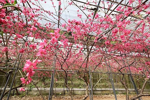 2024年梅峰農場-春之饗宴﹝桃花廊﹞