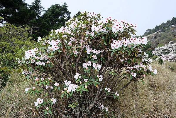 20240419合歡山東峰步道口杜鵑花