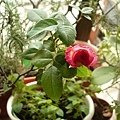 rose0233 110827