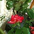 rose0241 110829