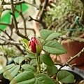 rose0225 110827