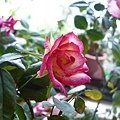 rose0269 111009