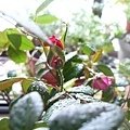 rose0247 111002