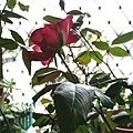 rose0252 111005
