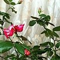 rose0253 111006
