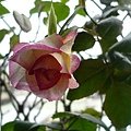 rose_20120103