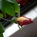 rose(III) 20120114