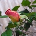 rose(II) 2012.01.10