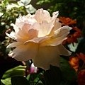 rose_0831