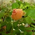 rose_0750h