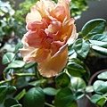 rose_0751h