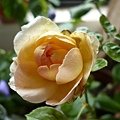 rose_1330_130615