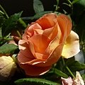 rose_1303_130508