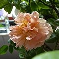 rose_1374_130821