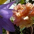 rose_1344_130705