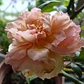 rose_1336_130705