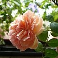 rose_1386_130830