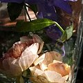 rose_1379_130826