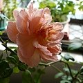 rose_1392_130913