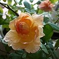 rose_1405_130919