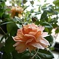 rose_1415_130919