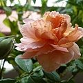 rose_1418_130919