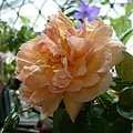 rose_1440_130930