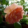 rose_1454_131010