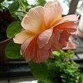 rose_1457_131010