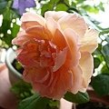 rose_1459_131010