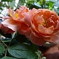 rose_1482_131030.JPG