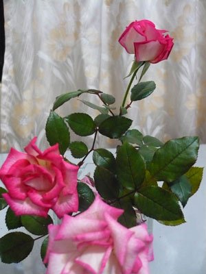 rose_0015