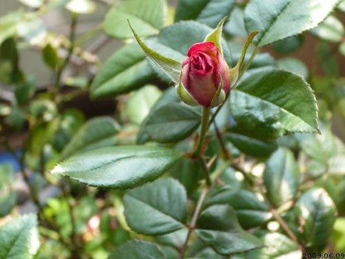 rose_0080_090609.jpg