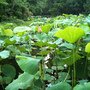 荷花池 雨天 10.06.12