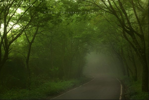 陽明山山路.jpg