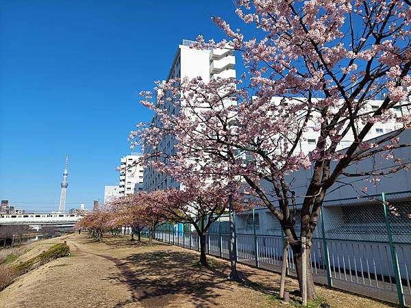 2024春 獨旅東京舞台劇行 Day1-3 (東京近郊)舊中