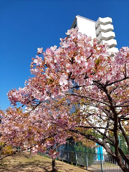 2024春 獨旅東京舞台劇行 Day1-3 (東京近郊)舊中