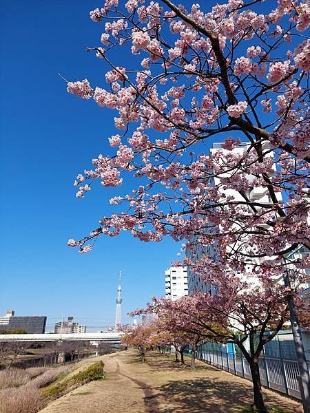 2024春 獨旅東京舞台劇行 Day1-3 (東京近郊)舊中