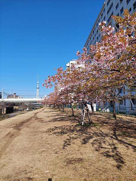 2024春 獨旅東京舞台劇行 Day1-3 (東京近郊)舊中