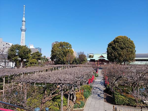 2024春 獨旅東京舞台劇行 Day1-4 可以欣賞到晴空塔