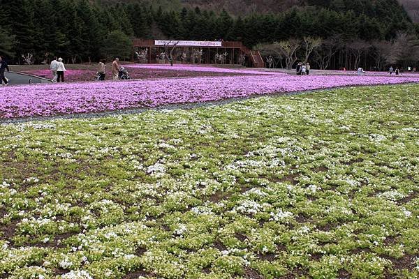 富士芝櫻13.JPG