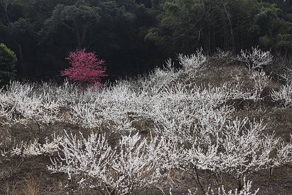 泰安李花2.JPG