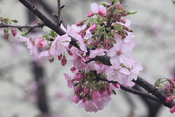 新竹公園櫻花21.JPG