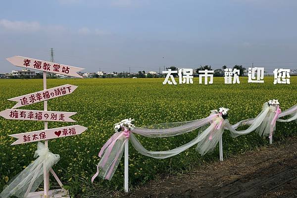 太保市花海4.JPG